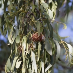 Amyema miquelii at Illilanga & Baroona - 22 Feb 2019