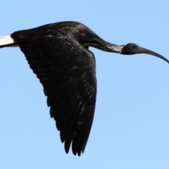 Threskiornis spinicollis (Straw-necked Ibis) at Fyshwick, ACT - 22 Aug 2019 by jbromilow50