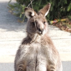 Macropus giganteus (Eastern Grey Kangaroo) at Conder, ACT - 13 Jul 2019 by michaelb