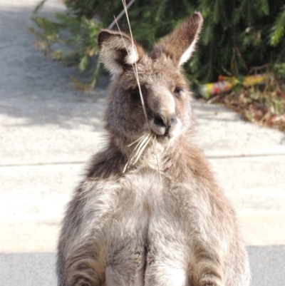 Macropus giganteus (Eastern Grey Kangaroo) at Conder, ACT - 13 Jul 2019 by michaelb