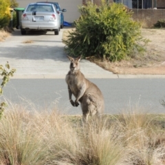 Macropus giganteus at Conder, ACT - 13 Jul 2019 11:46 AM