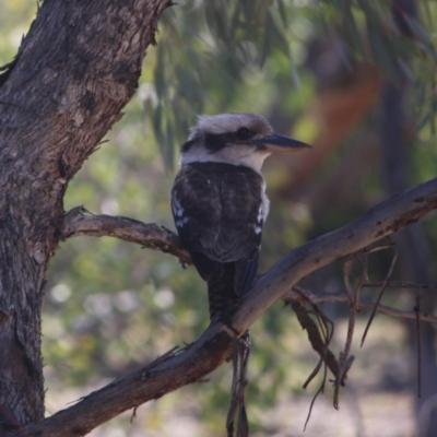 Dacelo novaeguineae (Laughing Kookaburra) at Deakin, ACT - 25 Aug 2019 by LisaH