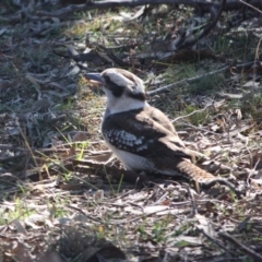 Dacelo novaeguineae at Deakin, ACT - 25 Aug 2019 02:15 PM