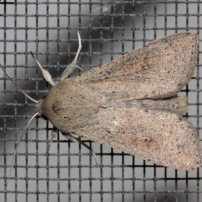 Mythimna (Pseudaletia) convecta (Common Armyworm) at Evatt, ACT - 19 Aug 2019 by TimL