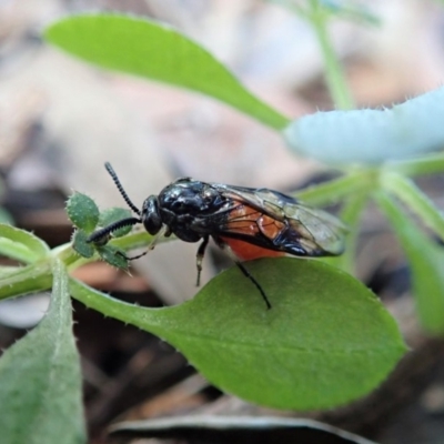 Lophyrotoma analis (Sawfly, Ironbark Sawfly) at Cook, ACT - 21 Aug 2019 by CathB