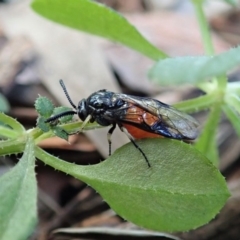 Lophyrotoma analis at Cook, ACT - 21 Aug 2019 02:15 PM