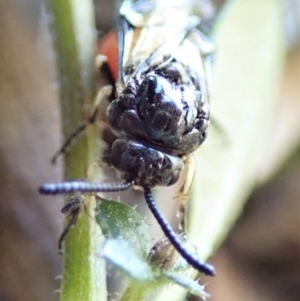 Lophyrotoma analis at Cook, ACT - 21 Aug 2019 02:15 PM