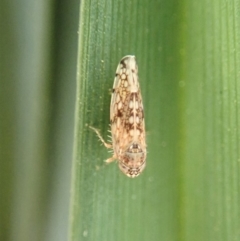 Cicadellidae (family) (Unidentified leafhopper) at Cook, ACT - 21 Aug 2019 by CathB