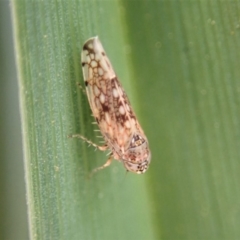 Cicadellidae (family) at Cook, ACT - 21 Aug 2019