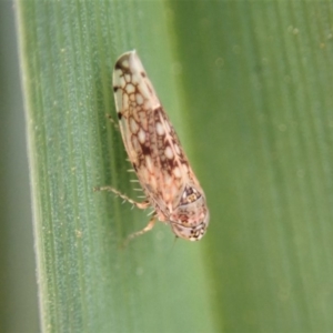 Cicadellidae (family) at Cook, ACT - 21 Aug 2019 04:01 PM