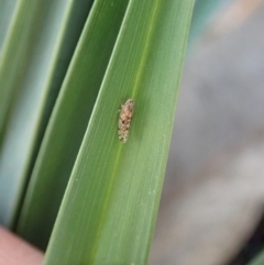 Cicadellidae (family) at Cook, ACT - 21 Aug 2019 04:01 PM