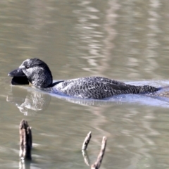 Biziura lobata (Musk Duck) at Paddys River, ACT - 25 Aug 2019 by jb2602