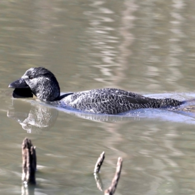 Biziura lobata (Musk Duck) at Paddys River, ACT - 25 Aug 2019 by jbromilow50