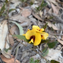 Mirbelia platylobioides (Large-flowered Mirbelia) at Penrose State Forest - 25 Aug 2019 by BLSHTwo