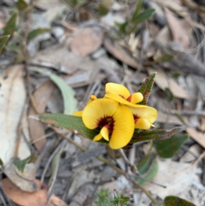 Mirbelia platylobioides (Large-flowered Mirbelia) at Penrose State Forest - 25 Aug 2019 by BLSHTwo