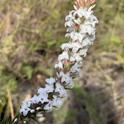 Epacris pulchella (Wallum Heath) at Penrose State Forest - 25 Aug 2019 by BLSHTwo