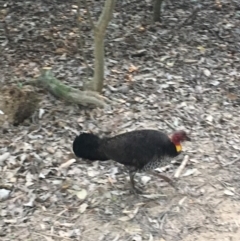 Alectura lathami (Australian Brush-turkey) at Noosa Heads, QLD - 25 Aug 2019 by FelicityM