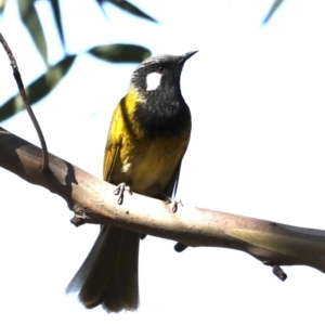 Nesoptilotis leucotis at Paddys River, ACT - 25 Aug 2019