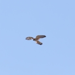 Falco cenchroides (Nankeen Kestrel) at Paddys River, ACT - 25 Aug 2019 by jb2602
