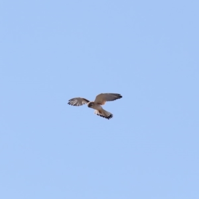 Falco cenchroides (Nankeen Kestrel) at Paddys River, ACT - 25 Aug 2019 by jb2602