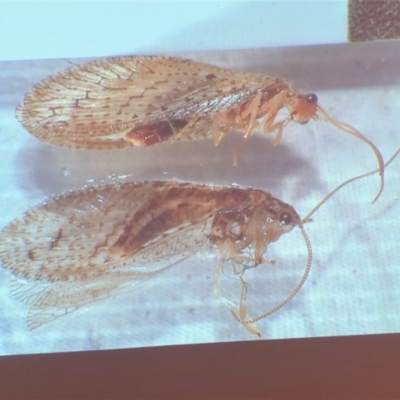 HEMEROBIIDAE (Brown lacewing) at Bega, NSW - 17 Aug 2019 by c.p.polec@gmail.com