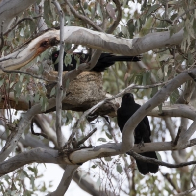 Corcorax melanorhamphos (White-winged Chough) at Michelago, NSW - 27 Jul 2019 by Illilanga