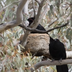 Corcorax melanorhamphos at Michelago, NSW - 27 Jul 2019