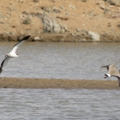 Vanellus miles at Michelago, NSW - 16 Aug 2019 11:25 AM