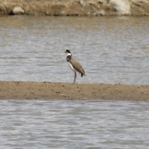 Vanellus miles at Michelago, NSW - 16 Aug 2019 11:25 AM