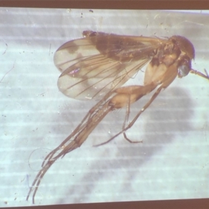 Culicidae (family) at Bega River Bioblitz - 17 Aug 2019 02:37 PM