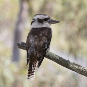 Dacelo novaeguineae at Michelago, NSW - 17 Dec 2017