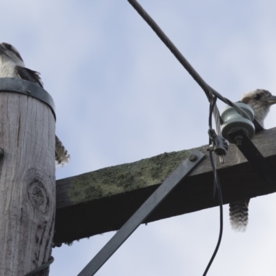 Dacelo novaeguineae (Laughing Kookaburra) at Michelago, NSW - 31 Dec 2016 by Illilanga