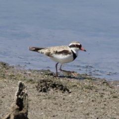 Charadrius melanops (Black-fronted Dotterel) at Michelago, NSW - 29 Oct 2018 by Illilanga