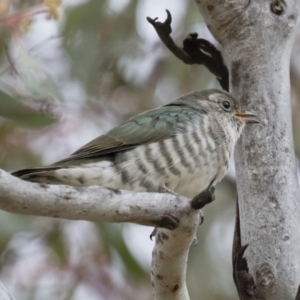 Chrysococcyx lucidus at Michelago, NSW - 9 Dec 2018 11:43 AM