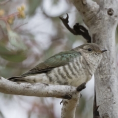 Chrysococcyx lucidus at Michelago, NSW - 9 Dec 2018 11:43 AM