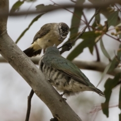 Chrysococcyx lucidus at Michelago, NSW - 9 Dec 2018 11:43 AM