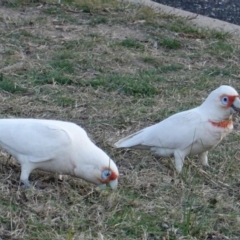 Cacatua tenuirostris at Hughes, ACT - 26 Aug 2019