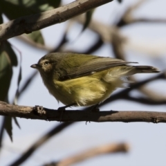 Smicrornis brevirostris (Weebill) at Michelago, NSW - 7 Jul 2019 by Illilanga