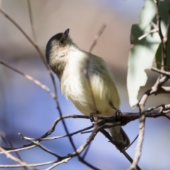 Smicrornis brevirostris at Michelago, NSW - 7 Jul 2019 09:57 AM