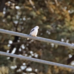 Elanus axillaris (Black-shouldered Kite) at Pialligo, ACT - 26 Aug 2019 by RodDeb