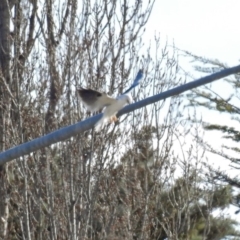 Elanus axillaris at Pialligo, ACT - 26 Aug 2019