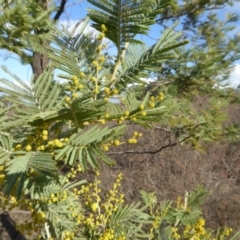 Acacia dealbata (Silver Wattle) at Yass River, NSW - 26 Aug 2019 by SenexRugosus