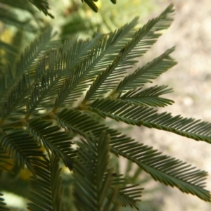 Acacia dealbata at Yass River, NSW - 26 Aug 2019