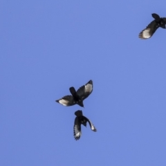 Corcorax melanorhamphos (White-winged Chough) at Bruce, ACT - 25 Aug 2019 by Alison Milton