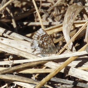 Theclinesthes serpentata at Fyshwick, ACT - 23 Aug 2019