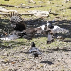 Corcorax melanorhamphos (White-winged Chough) at Gossan Hill - 25 Aug 2019 by Alison Milton