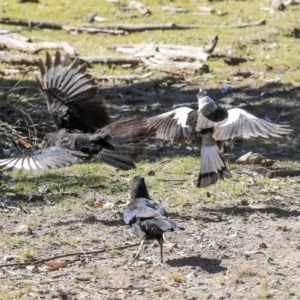 Corcorax melanorhamphos at Bruce, ACT - 25 Aug 2019