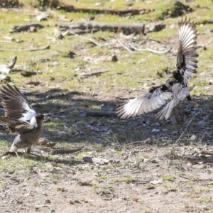 Corcorax melanorhamphos at Bruce, ACT - 25 Aug 2019