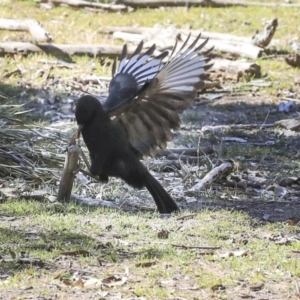 Corcorax melanorhamphos at Bruce, ACT - 25 Aug 2019 01:30 PM