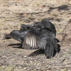 Corcorax melanorhamphos at Bruce, ACT - 25 Aug 2019 01:30 PM